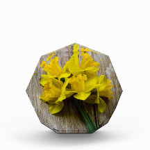 Gelbe Daffodien Foto Block