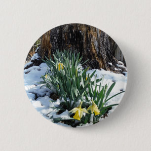 Gelbe Daffodien im Schnee Button