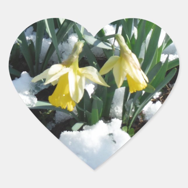 Gelbe Daffodien im Schnee Herz-Aufkleber (Vorderseite)