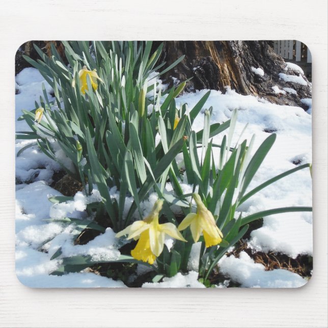 Gelbe Daffodien im Schnee Mousepad (Vorne)
