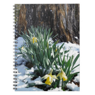 Gelbe Daffodien im Schnee Notizblock