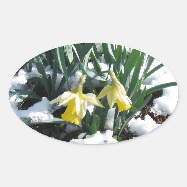 Gelbe Daffodien im Schnee Ovaler Aufkleber (Vorderseite)