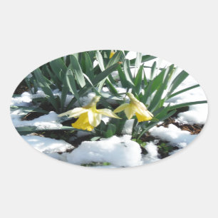 Gelbe Daffodien im Schnee Ovaler Aufkleber