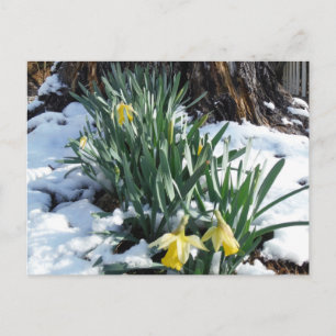 Gelbe Daffodien im Schnee Postkarte