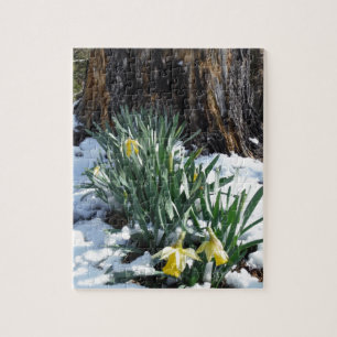 Gelbe Daffodien im Schnee Puzzle