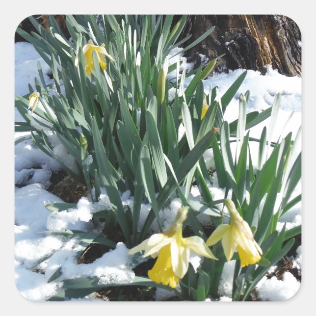 Gelbe Daffodien im Schnee Quadratischer Aufkleber (Vorderseite)