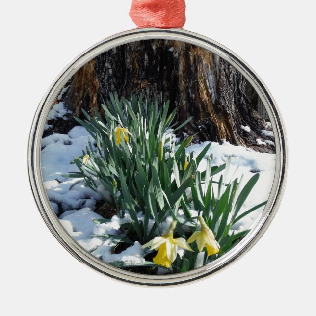 Gelbe Daffodien im Schnee Silbernes Ornament (Vorne)
