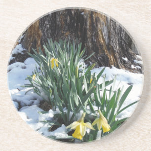 Gelbe Daffodien im Schnee Untersetzer