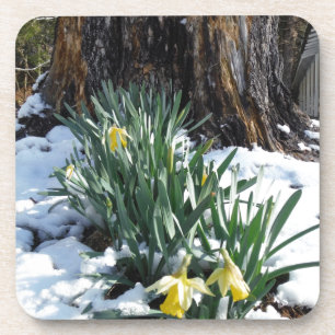 Gelbe Daffodien im Schnee Untersetzer