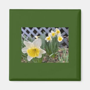 Gelbe Daffodien Magnet