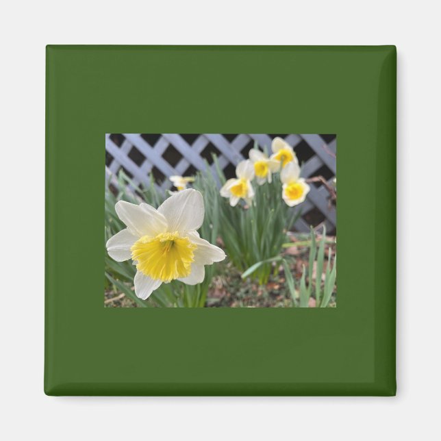 Gelbe Daffodien Magnet (Vorne)