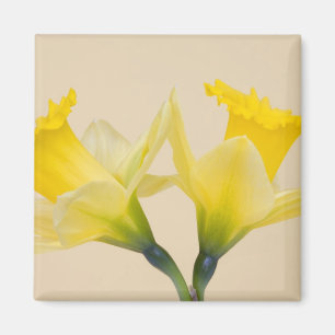 Gelbe Daffodien Magnet