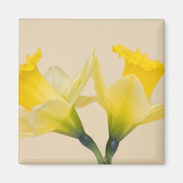 Gelbe Daffodien Magnet (Vorne)