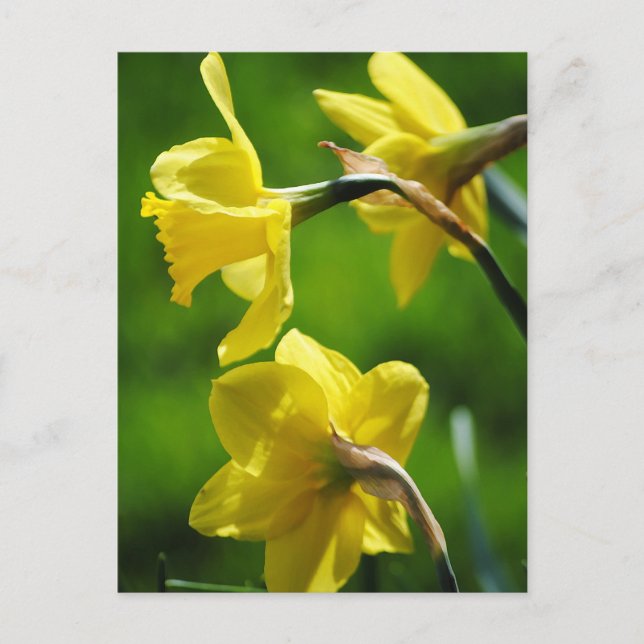 Gelbe Daffodien Postkarte (Vorderseite)