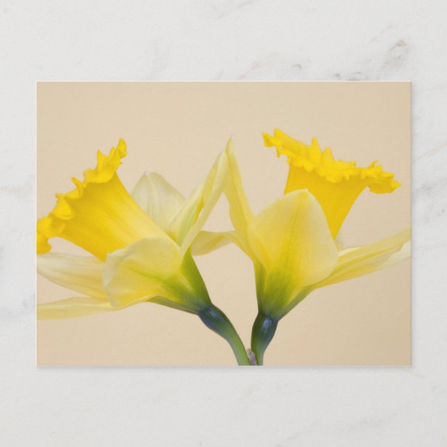 Gelbe Daffodien Postkarte (Vorderseite)