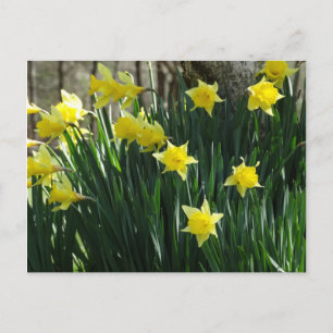 Gelbe Daffodien Postkarte