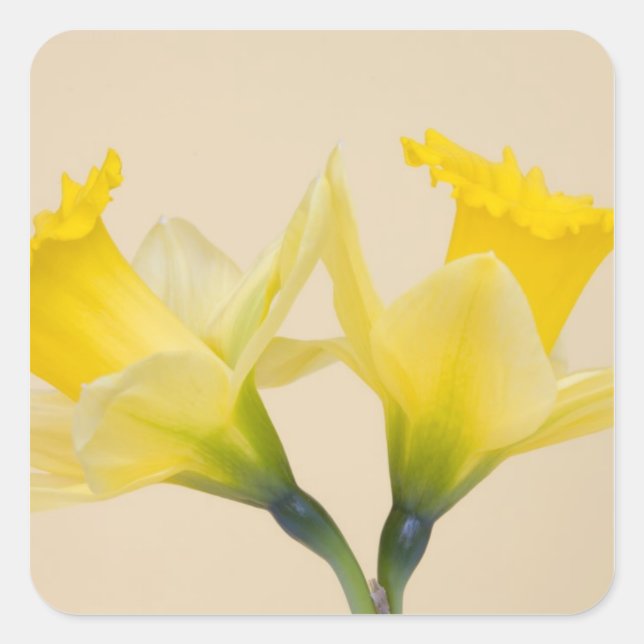 Gelbe Daffodien Quadratischer Aufkleber (Vorderseite)