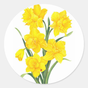 Gelbe Daffodien Runder Aufkleber