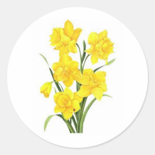 Gelbe Daffodien Runder Aufkleber
