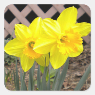 Gelbe Daffodien Sticker