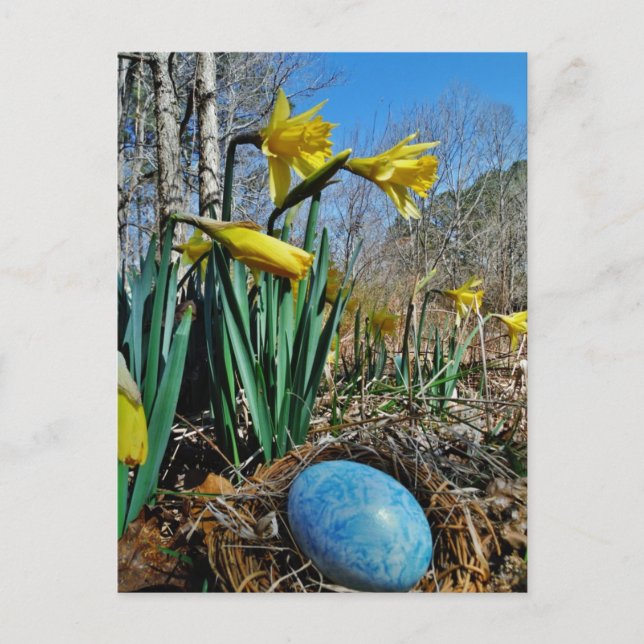 Gelbe Daffodien und blaues Ei im Nest Postkarte (Vorderseite)