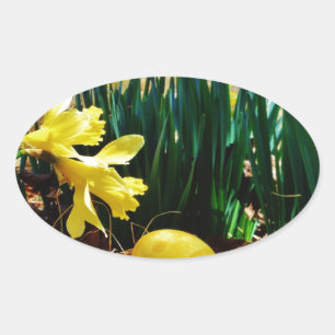 Gelbe Daffodien und ein Gelbes Osterei Ovaler Aufkleber