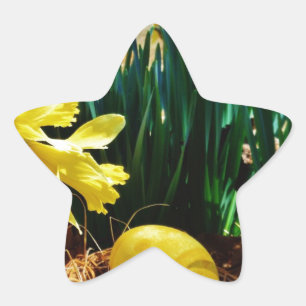 Gelbe Daffodien und ein Gelbes Osterei Stern-Aufkleber