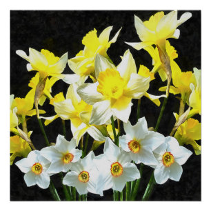 Gelbe Daffodien und weiße Narcissi auf Grau Poster