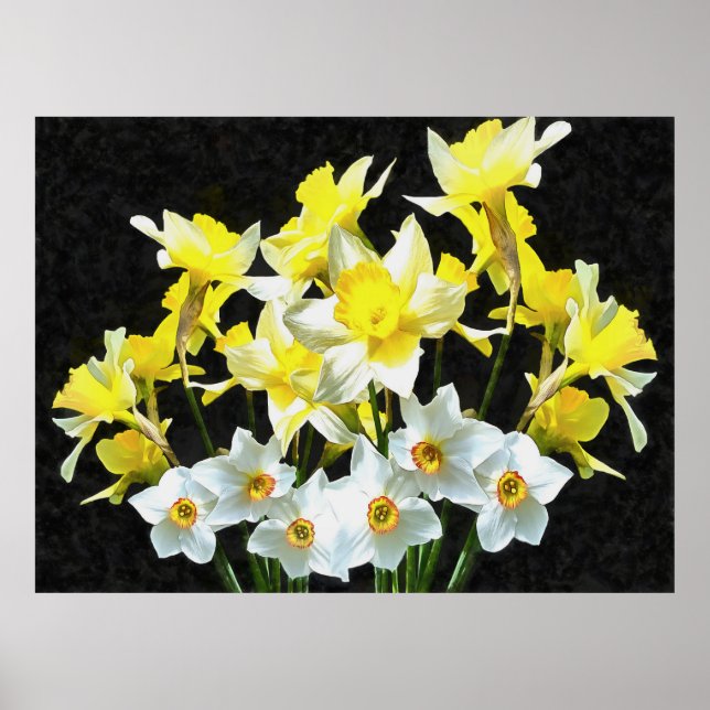 Gelbe Daffodien und weiße Narcissi auf Grau Poster (Vorne)