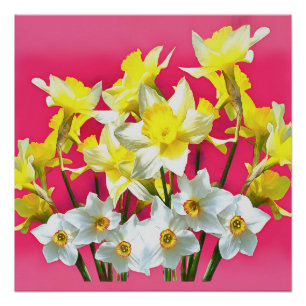Gelbe Daffodien und weiße Narcissi Viva Magenta Poster