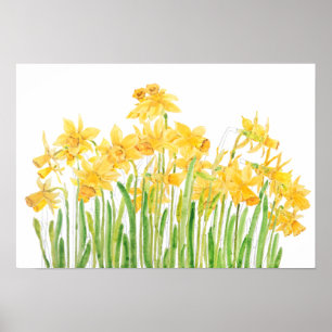 Gelbe Daffodien Wasserfarbe Poster