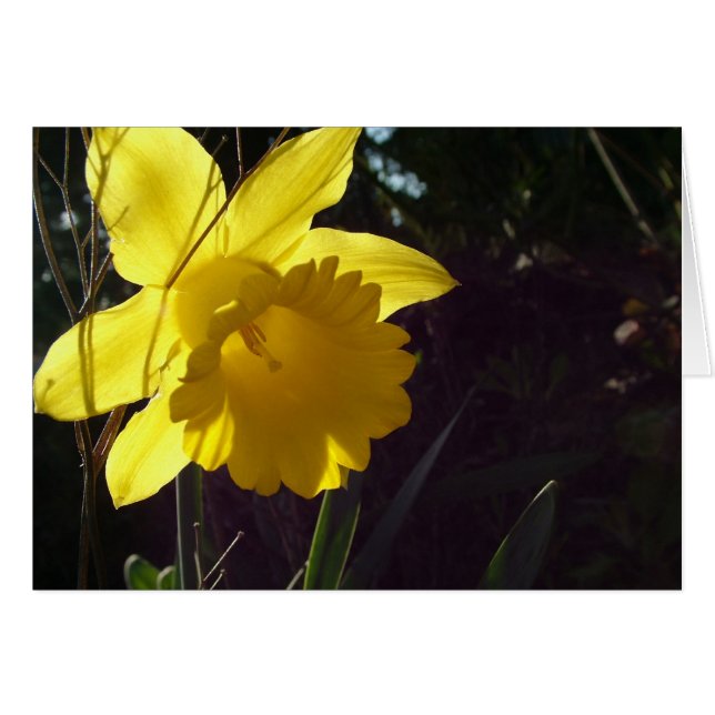Gelbe Daffodil-Blume im Sonnenlicht (Vorderseite (Horizontal))