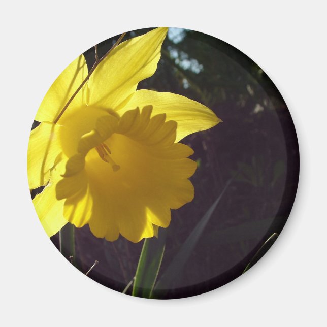Gelbe Daffodil-Blume im Sonnenlicht Magnet (Vorne)