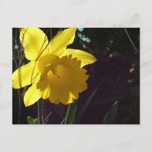 Gelbe Daffodil-Blume im Sonnenlicht Postkarte