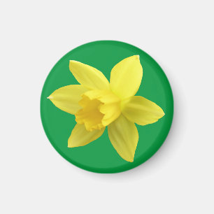 Gelbe Daffodin auf Grün Magnet