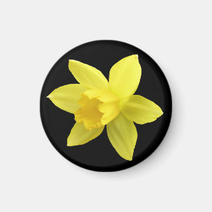 Gelbe Daffodin auf schwarz Magnet