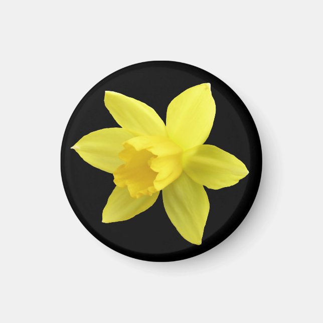 Gelbe Daffodin auf schwarz Magnet (Vorne)