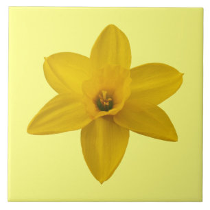 Gelbe Daffodische Blume auf Keramik Tile Fliese