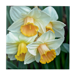 Gelbe Daffodische Blume Fliese