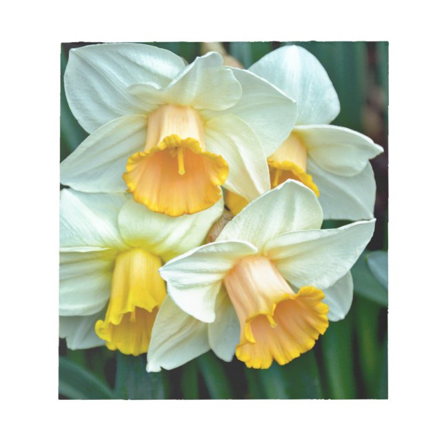 Gelbe Daffodische Blume Notizblock (Vorderseite)