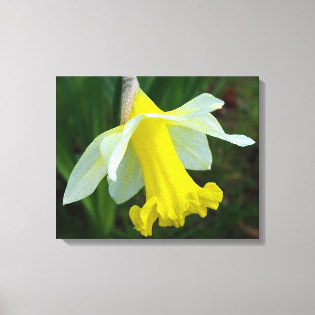 Gelbe Daffodische überzogene Canvas Print Leinwanddruck (Vorderseite)