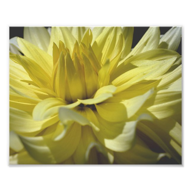 Gelbe Dahlia Petals 10x8 Blume Fotodruck (Vorne)
