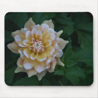 Gelbe Dahlie-Blumenblüte mousepad Geschenkidee