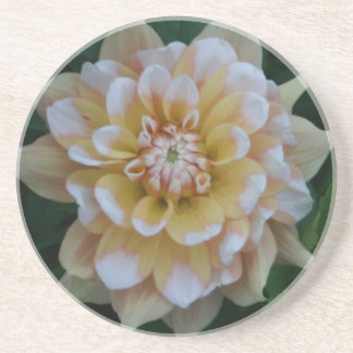 Gelbe Dahlie-Blumenblüte Untersetzer
