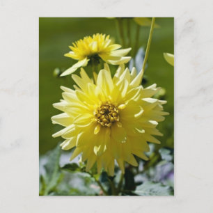 Gelbe Dahlie Postkarte
