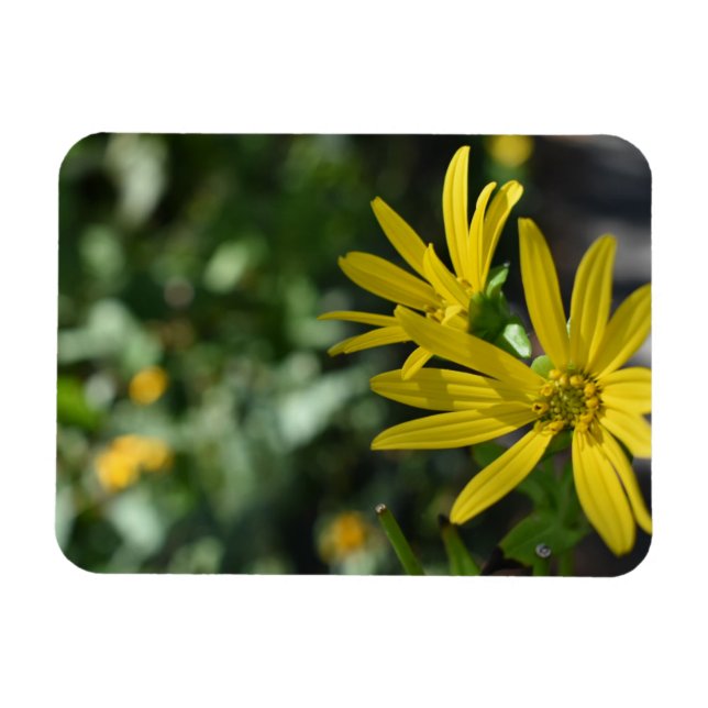 Gelbe Daisy-Blume Blumennatur Fotografie Magnet (Horizontal)