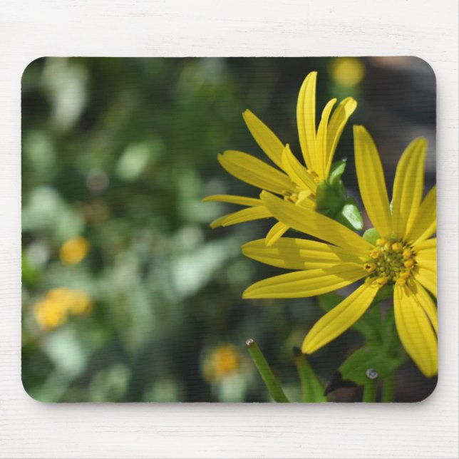 Gelbe Daisy-Blume Blumennatur Fotografie Mousepad (Vorne)