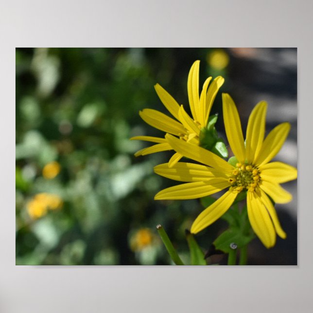 Gelbe Daisy-Blume Blumennatur Fotografie Poster (Vorne)
