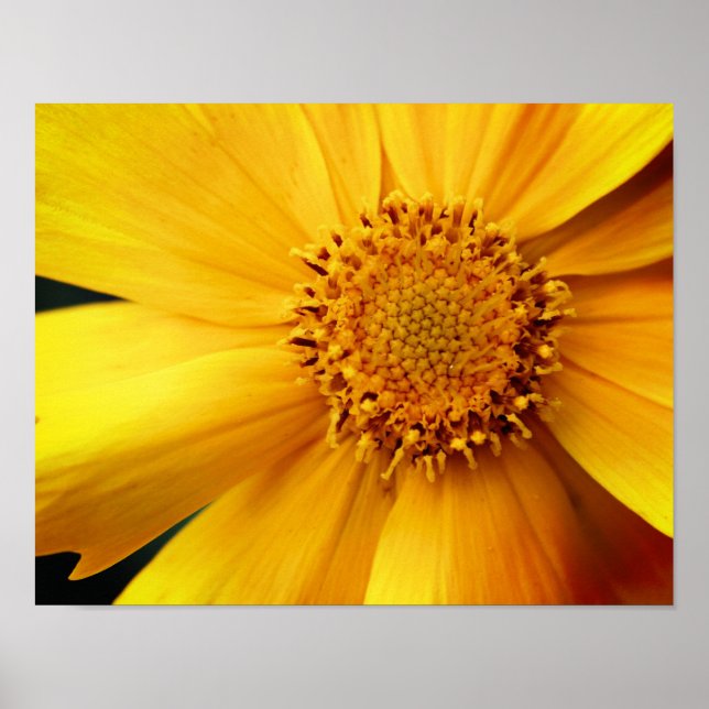 Gelbe Daisy Blume Petalen und Mitte Nah Poster (Vorne)