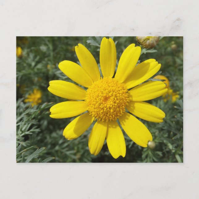 Gelbe Daisy-Postkarte, anpassen Postkarte (Vorderseite)